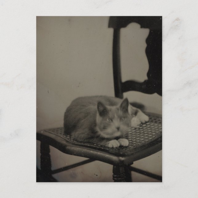 Cartão Postal Retrato de um Cartão-postal de Fotografia do Cat V (Frente)
