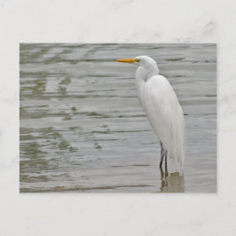 Cartão Postal Retrato de um Egret Neve