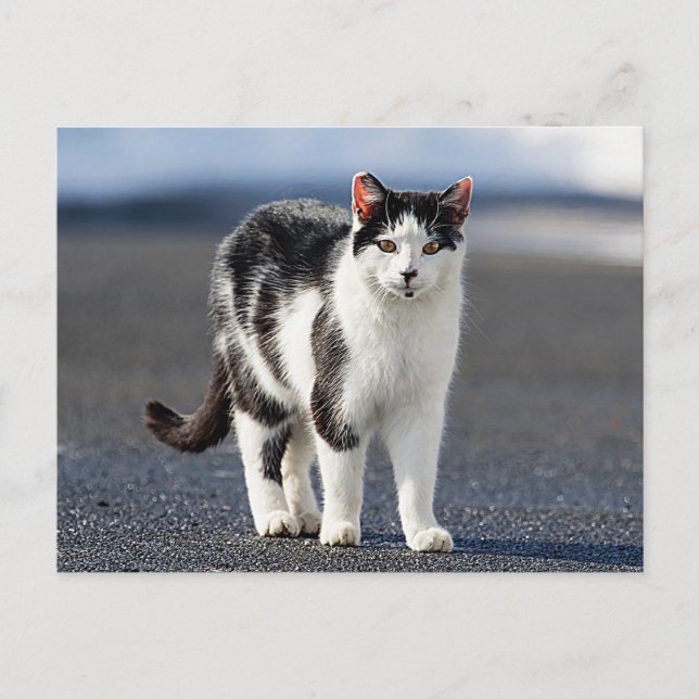 Cartão Postal Retrato de um gato (Frente)