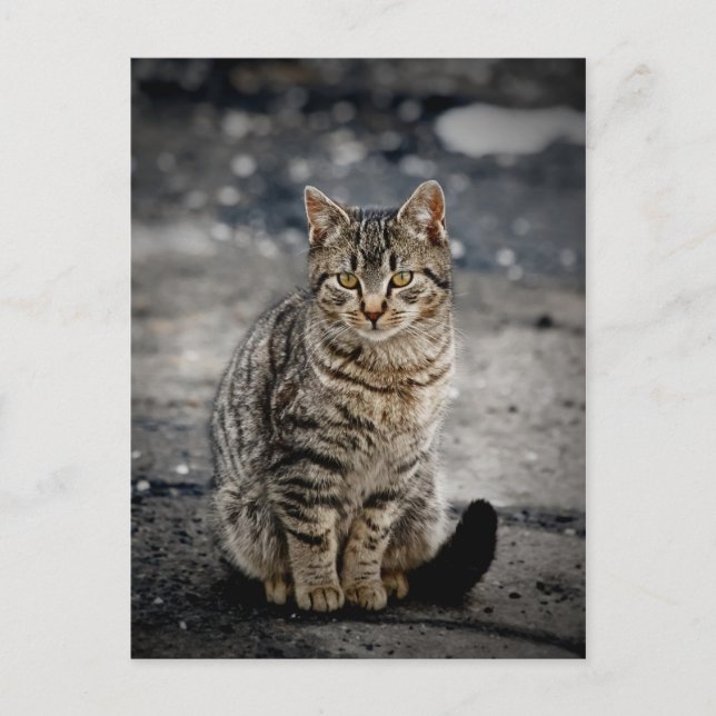 Cartão Postal Retrato de um gato (Frente)