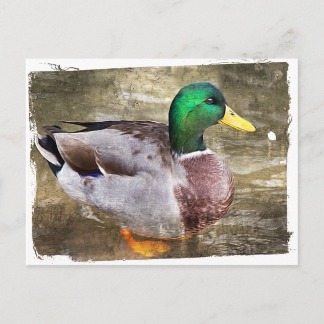 Cartão Postal Retrato de um mallard macho (Frente)