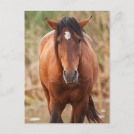 Cartão Postal Retrato de um Mustang Selvagem