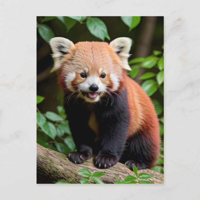 Cartão Postal Retrato de um Panda Vermelho Cute (Frente)
