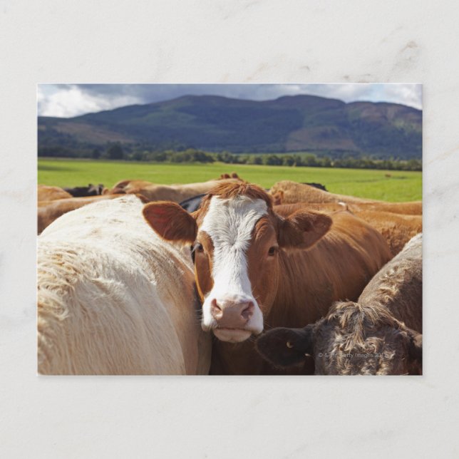 Cartão Postal Retrato de um par de vacas no campo (Frente)