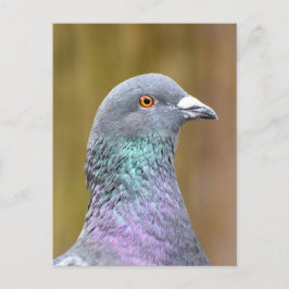 Cartão Postal Retrato De Um Pombo