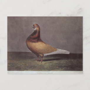 Cartão Postal Retrato de um pombo-barba