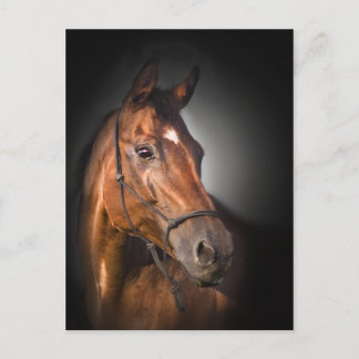 Cartão Postal Retrato de um puro-sangue da baía