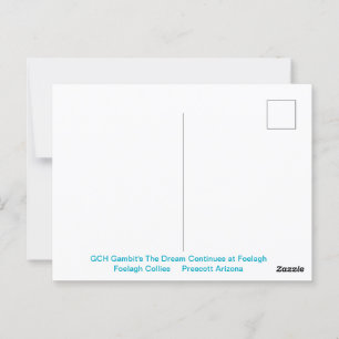 Cartão Postal Retrato de uma Collie de Aranha