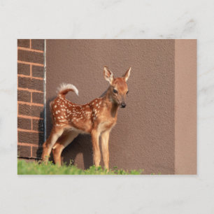Cartão Postal Retrato de uma Fawn (veado branco)