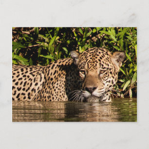 Cartão Postal Retrato de uma Jaguatirica Nadando