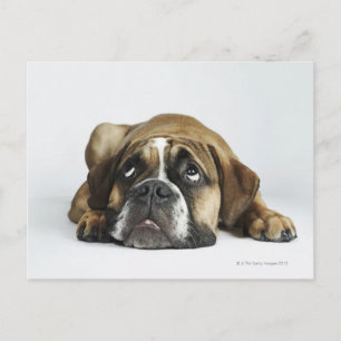 Cartão Postal Retrato do Bulldog Dorset Old Tyme