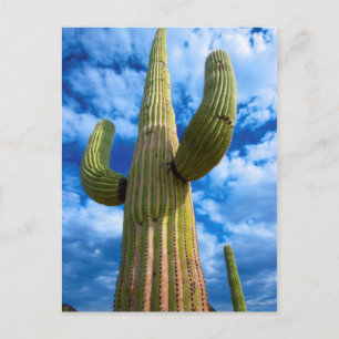 Cartão Postal Retrato do cacto Saguaro, Arizona
