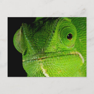 Cartão Postal Retrato do Camaleão-de-pescoço-flap