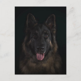 Cartão Postal Retrato do cão de german shepherd