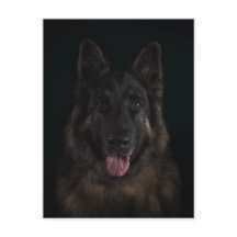 Retrato do cão de german shepherd