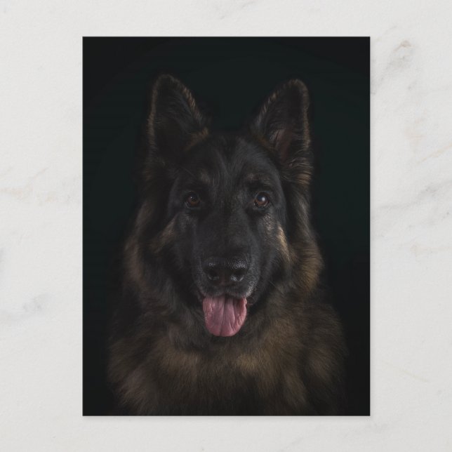 Cartão Postal Retrato do cão de german shepherd (Frente)