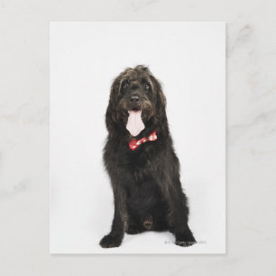 Cartão Postal Retrato do cão Labradoodle