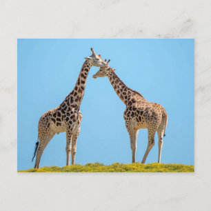 Cartão Postal Retrato do Casal Giraffe