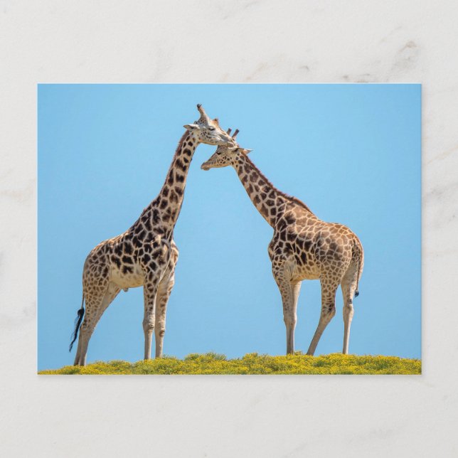 Cartão Postal Retrato do Casal Giraffe (Frente)
