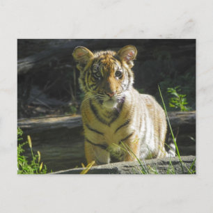 Cartão Postal Retrato do Cub Tiger 4