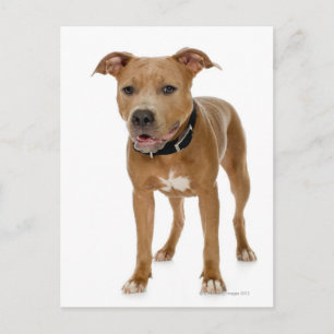 Cartão Postal Retrato do estúdio do pit bull americano puppy 2