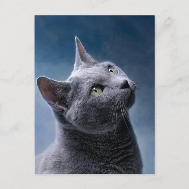 Cartão Postal Retrato do gato (Frente)