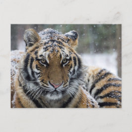 Cartão Postal Retrato do Inverno Tiger