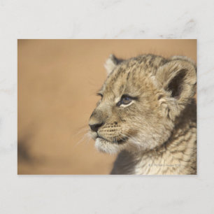 Cartão Postal Retrato do leão (Panthera Leo), Namíbia