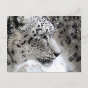 Cartão Postal Retrato do Perfil Leopardo da Neve