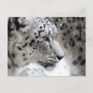 Cartão Postal Retrato do Perfil Leopardo da Neve
