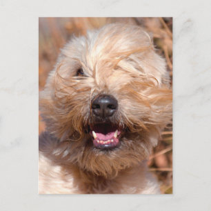 Cartão Postal Retrato do Soft Coated Wheaten Terrier