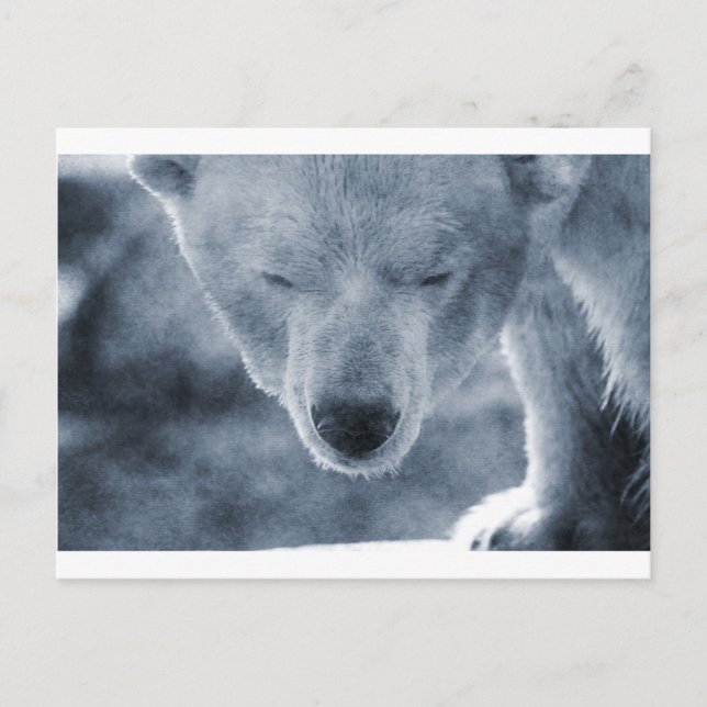 Cartão Postal Retrato do Urso Polar (Frente)