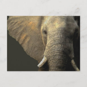 Cartão Postal Retrato Elefante