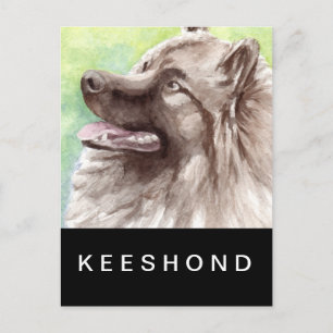 Cartão Postal Retrato em Aquarela de Keeshond