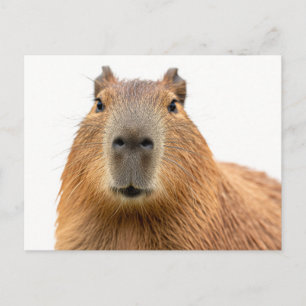 Cartão Postal Retrato em Close-Up de Capivara