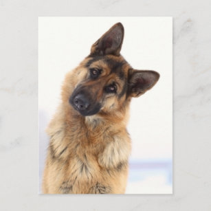 Cartão Postal Retrato engraçado e agradável do german shepherd