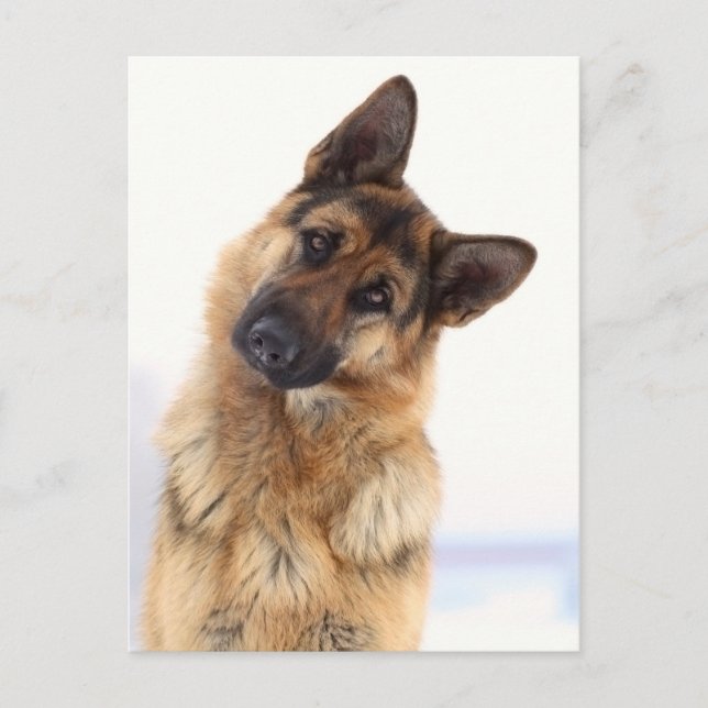Cartão Postal Retrato engraçado e agradável do german shepherd (Frente)