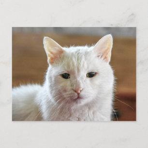 Cartão Postal Retrato Gato de Angora Turca Branca