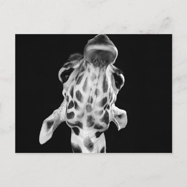 Cartão Postal Retrato Giraf preto e branco, Foto animal (Frente)