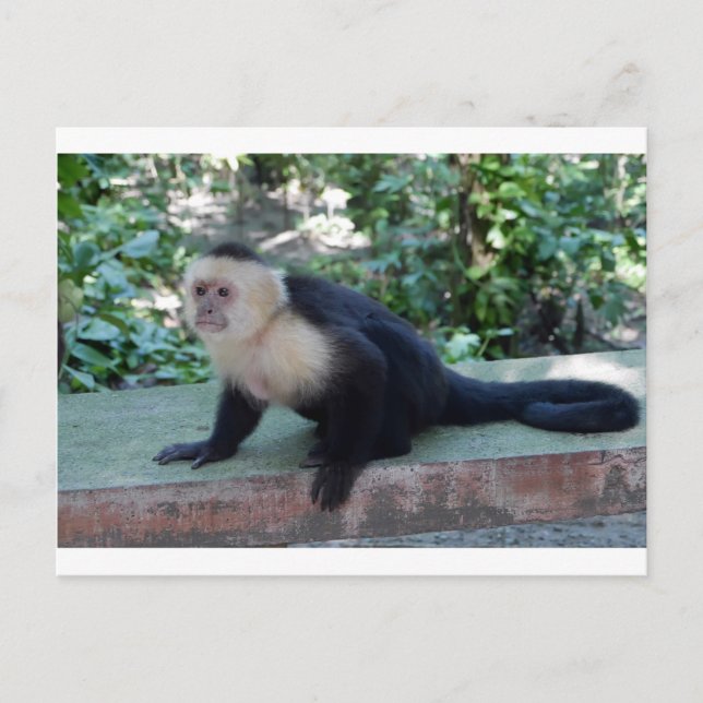 Cartão Postal Retrato.JPG (Frente)