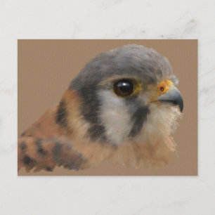 Cartão Postal Retrato Kestrel Americano