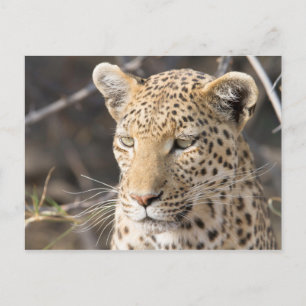 Cartão Postal Retrato leopardo