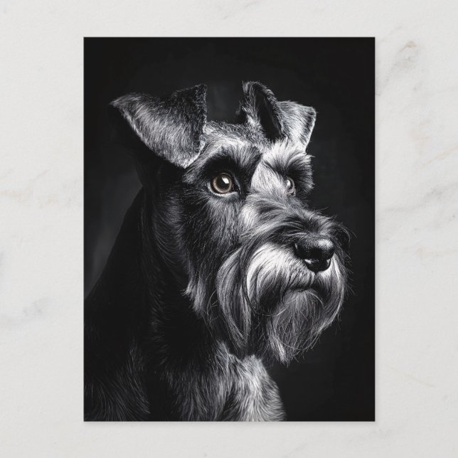 Cartão Postal Retrato Monocromático de Schnauzer (Frente)