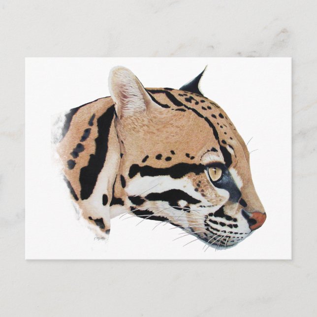 Cartão Postal Retrato Ocelot (Frente)