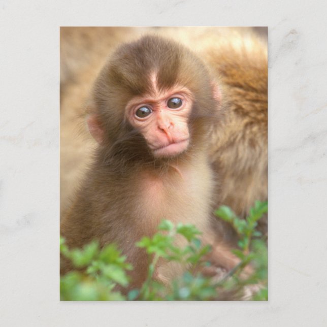 Cartão Postal Retrato para Bebê Macaco Neve (Frente)