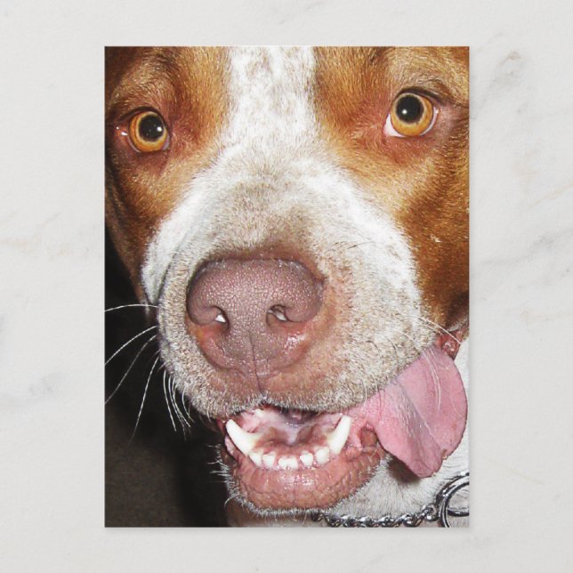 Cartão Postal Retrato parvo de Pitbull (Frente)