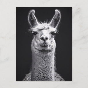 Cartão Postal Retrato preto e branco de Llama