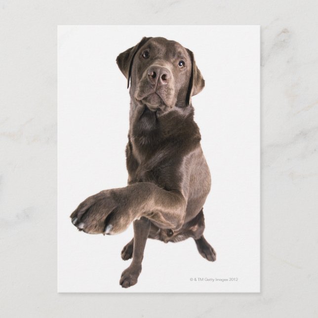 Cartão Postal Retrato Studio do Chocolate Labrador (Frente)