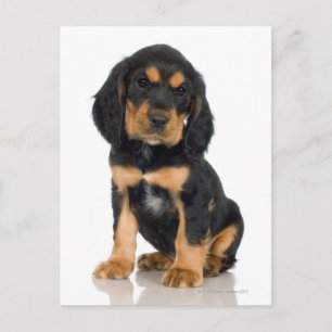 Cartão Postal Retrato Studio do filhote Rottweiler