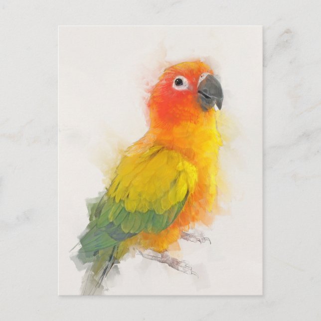 Cartão Postal Retrato Sun Conure (Frente)